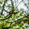 Chajon Tree Service gallery