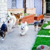 Pawliday Inn Pet Resort gallery