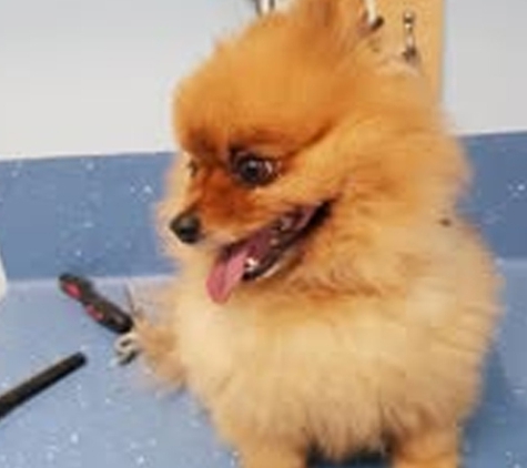 South Paw Dog Grooming - Pialba, QLD