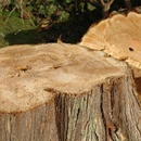 Hawksley Tree Care - Arborists
