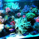 Living Reef Aquariums - Tropical Fish