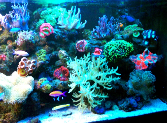 Living Reef Aquariums - Oakland Park, FL