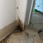 FDP Mold Remediation of Jersey City