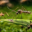 Havard Pest Control Columbia MS - Pest Control Equipment & Supplies