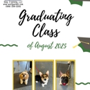 Wolf Pack Dog Training - Pet Training