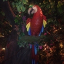 Rainforest Cafe - American Restaurants