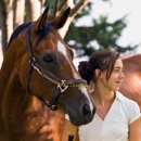 River View Equestrian Center - Horse Training