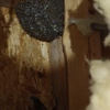 American Pest Control gallery