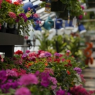 Mahoney's Garden Center - Tewksbury