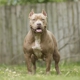 Kingdom Bully Kennels