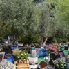 Moon Valley Nurseries gallery