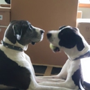 Bark N Bubbles - Pet Services