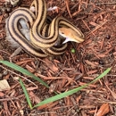Critter Control