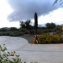 Bill's Home Service Company Termite & Pest Control