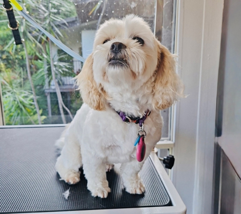 Scrub-A-Dub-Dub Dog & Cat Grooming - Rosemount, QLD
