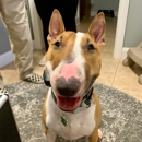 Dog Training Elite Northeast Ohio Facility - Dog Training