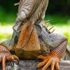 Professional Wildlife Removal Services gallery