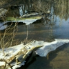 Morrison-Knudsen Nature Center gallery