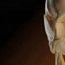 Holt Anatomical