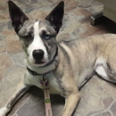 Paxton Animal Hospital - Veterinarians