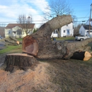 CNY Tree Service - Arborists