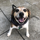 Community Happy Dogs - Pet Services