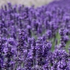 Purple Haze Lavender gallery