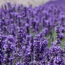 Purple Haze Lavender Farm - Farms