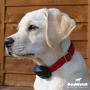 DogWatch by TopDog Pet Fence