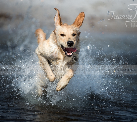 Treasure Shot Pet Photography - Mary Esther, FL