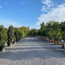 Moon Valley Nurseries - Nurseries-Plants & Trees