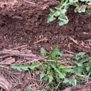 Genesis Termite and Pest Control - Pest Control Services