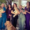 Dermatology for Animals - Tucson gallery