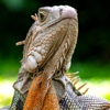 Critter Control gallery