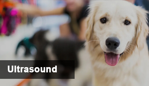 Mylonas & O'Callaghan Vet Hospital - Blacktown, NSW. Ultrasound