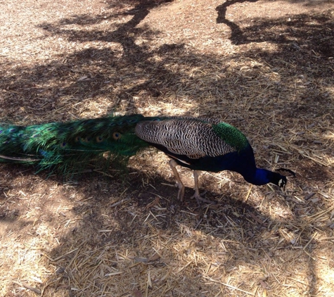 Leo Carrillo Ranch Historic Park - Carlsbad, CA