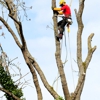 Blue Sky Tree Service gallery