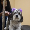 Barkwood Pet Resort gallery