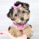 Puppy Heaven-Teacup & Toy Puppies For Sale - Pet Breeders