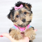 Puppy Heaven-Teacup & Toy Puppies For Sale