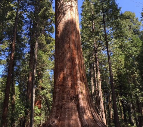 Calaveras Big Trees State Park - Arnold, CA