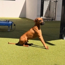 Bayside Pet Resort