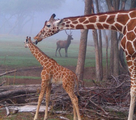 Fossil Rim Wildlife Center - Glen Rose, TX