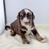 Heart Strong Pups gallery