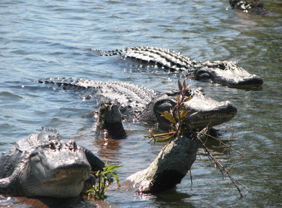 Cajun Country Swamp Tours - breaux bridge, LA