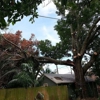 Valid Impressions Tree Service gallery