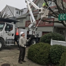 The Tree-Man Tree Service Co - Stump Removal & Grinding