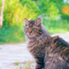 Best Care Pet Hospital West gallery