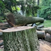 Arborpro LLC gallery
