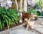 Invisible Fence Brand Peninsulas - Fence-Sales, Service & Contractors
